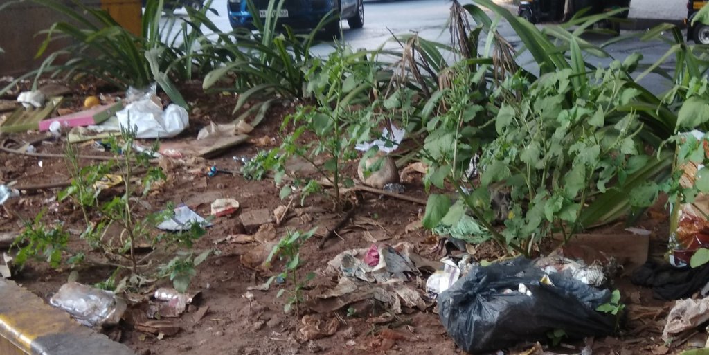 Allergic plants in&nbsp;metros