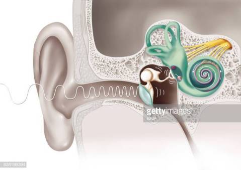 ear