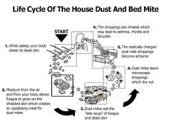 dust mite cycle